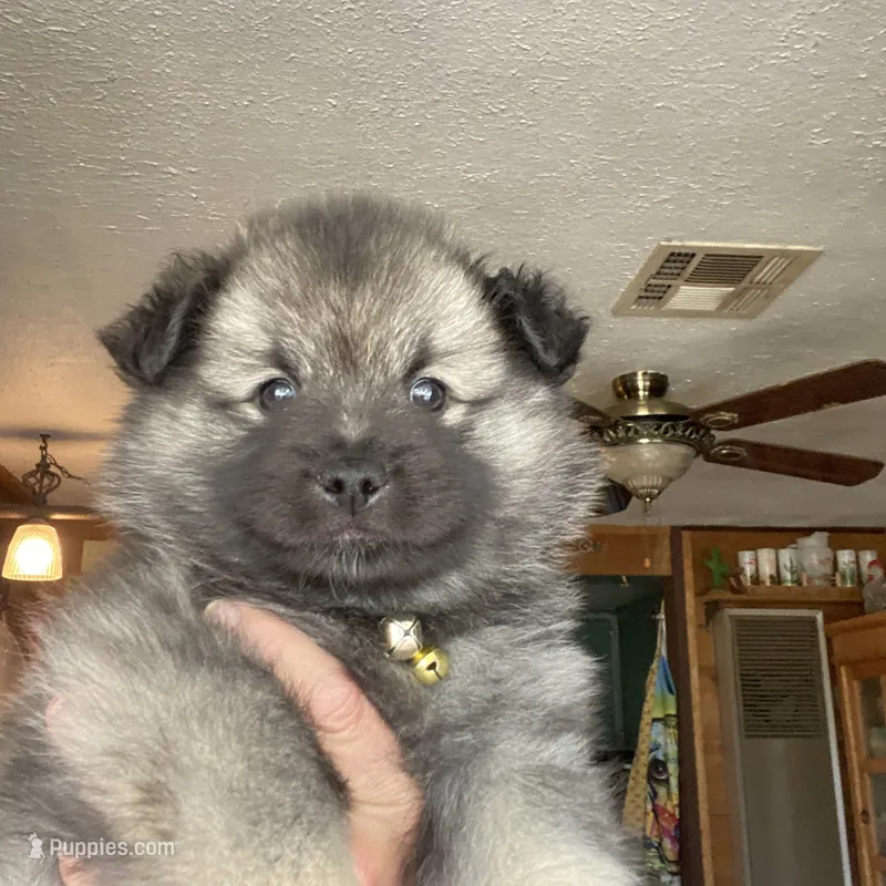 Boy 1 yellow – Keeshond puppy for sale in Oklahoma City, OK