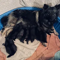 Girl 7 black, a female Keeshond for sale in Oklahoma City, OK – 2 of 2