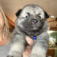 Ruby's girl purple, a female Keeshond for sale in Oklahoma City, OK – 9 of 9