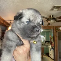 Boy 1 yellow, a male Keeshond for sale in Oklahoma City, OK – 2 of 5