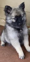 girl 4 purple, a female Keeshond for sale in Oklahoma City, OK – 3 of 9