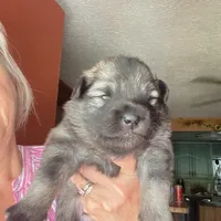 Boy 2, a male Keeshond for sale in Oklahoma City, OK – 3 of 3