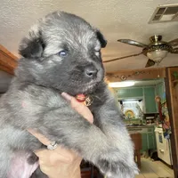 Boy 4 red, a male Keeshond for sale in Oklahoma City, OK – 4 of 6
