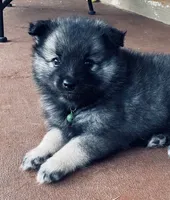 girl 6 green, a female Keeshond for sale in Oklahoma City, OK – 8 of 9