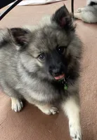 girl 6 green, a female Keeshond for sale in Oklahoma City, OK – 2 of 9