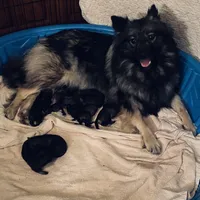 girl 6 green, a female Keeshond for sale in Oklahoma City, OK – 4 of 4