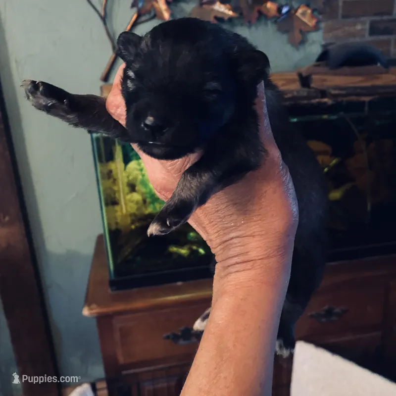 girl 6 – Keeshond puppy for sale in Oklahoma City, OK
