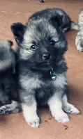Girl 2 blue, a female Keeshond for sale in Oklahoma City, OK – 7 of 9