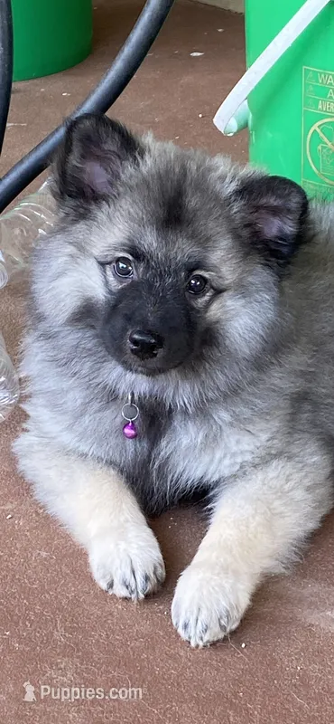 Ruby's girl purple – Keeshond puppy for sale in Oklahoma City, OK