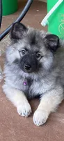 Ruby's girl purple, a female Keeshond for sale in Oklahoma City, OK – 1 of 9