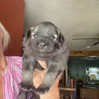 Boy 1, a male Keeshond for sale in Oklahoma City, OK – 2 of 2