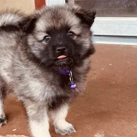 girl 4 purple, a female Keeshond for sale in Oklahoma City, OK – 6 of 9