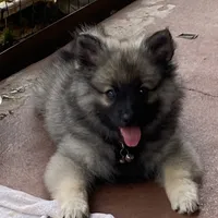 boy 2 pink, a male Keeshond for sale in Oklahoma City, OK – 3 of 10