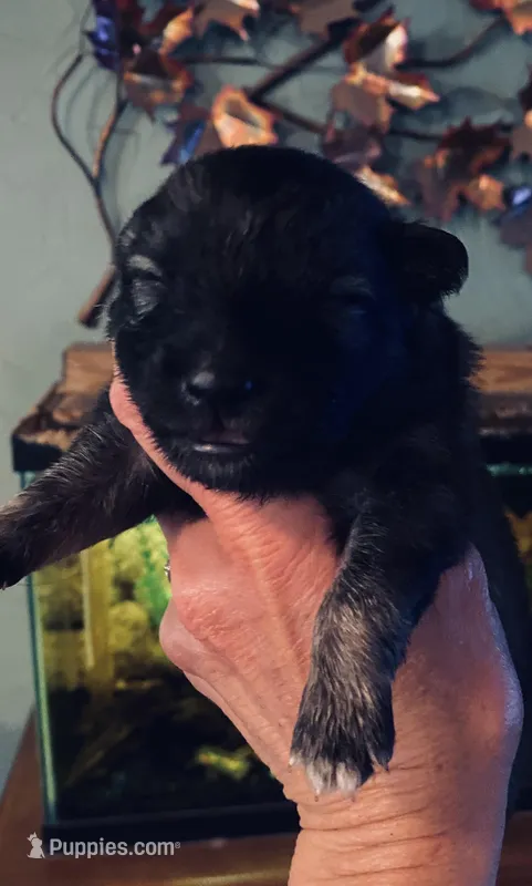 Girl 1 – Keeshond puppy for sale in Oklahoma City, OK