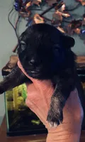 Girl 1 pink, a female Keeshond for sale in Oklahoma City, OK – 2 of 4