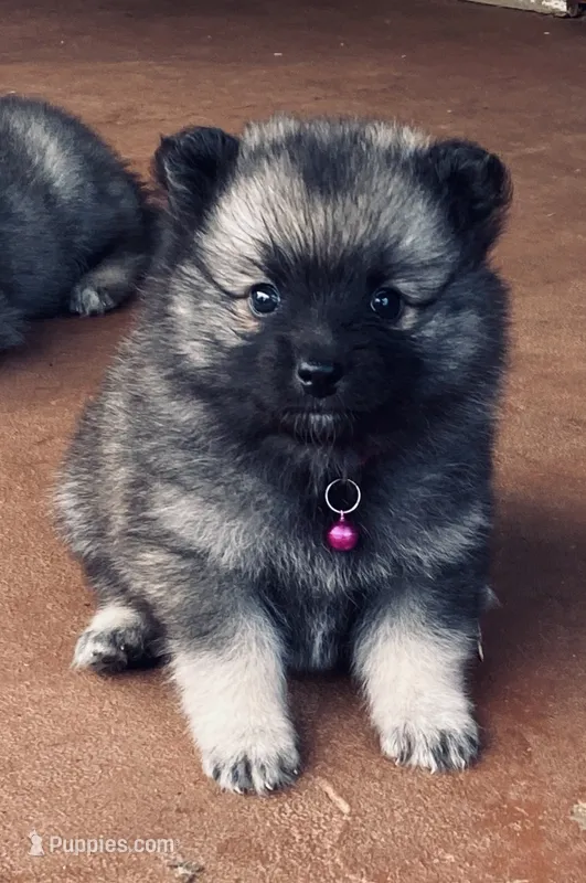 Girl 1 pink – Keeshond puppy for sale in Oklahoma City, OK