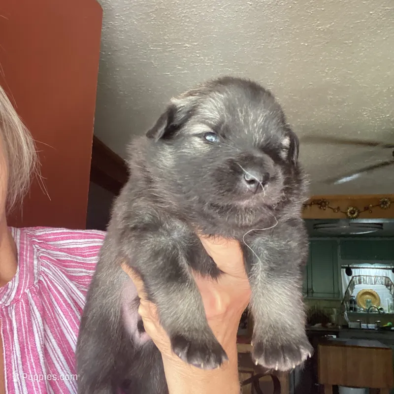 Boy 1 – Keeshond puppy for sale in Oklahoma City, OK