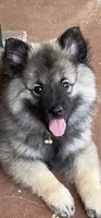 Boy 1 yellow, a male Keeshond for sale in Oklahoma City, OK – 3 of 8