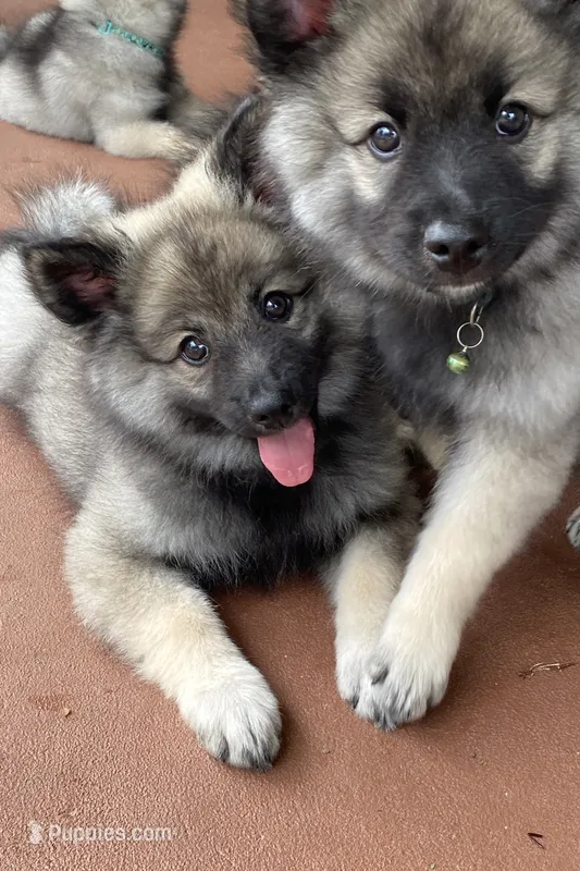 boy 1 green – Keeshond puppy for sale in Oklahoma City, OK