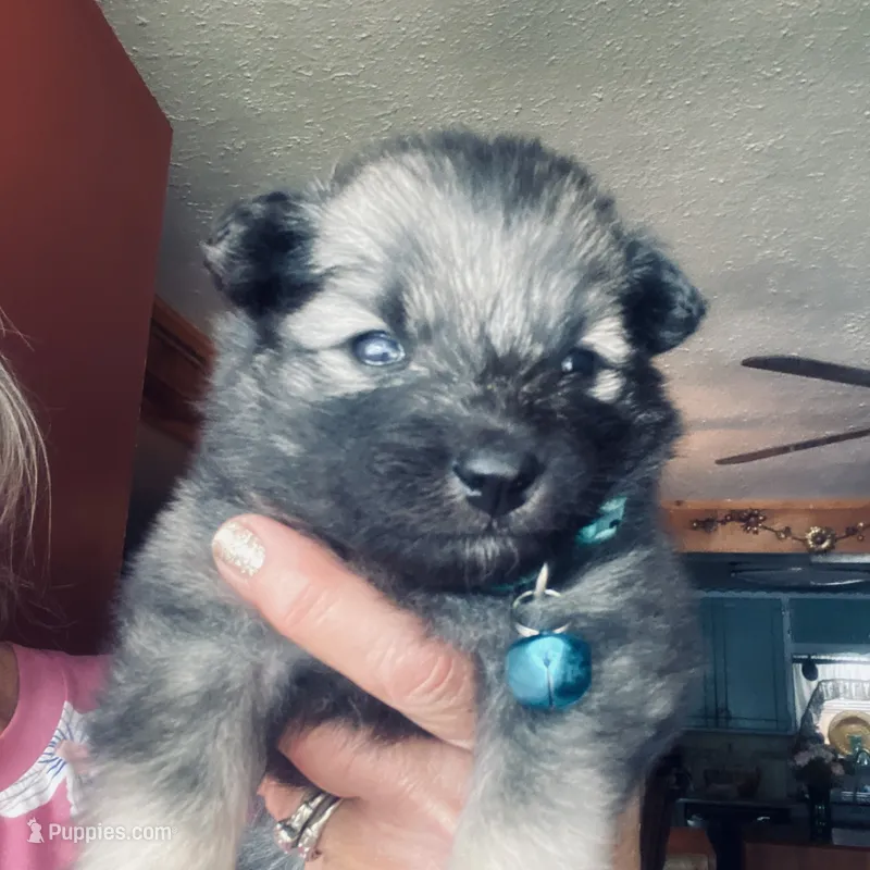 Girl 2 blue – Keeshond puppy for sale in Oklahoma City, OK
