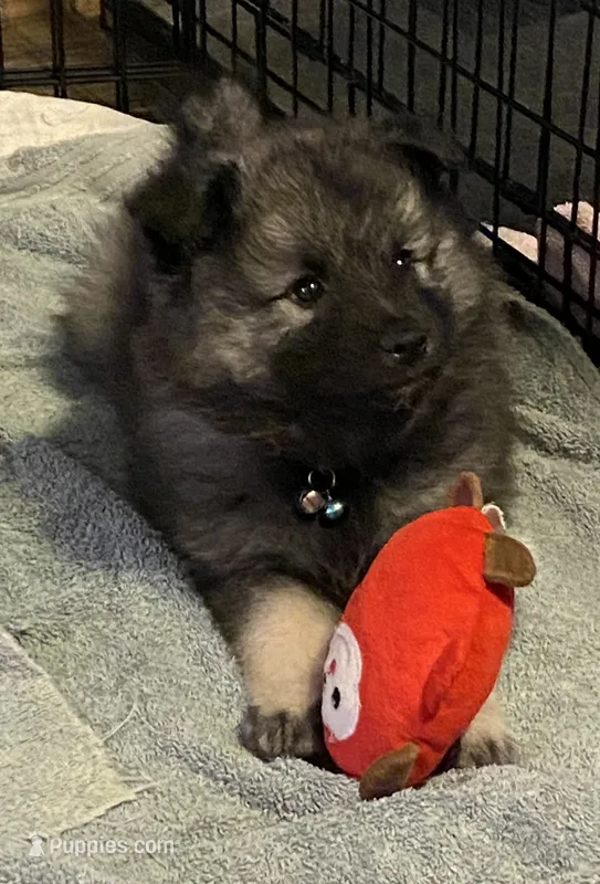 Boy 3 blue – Keeshond puppy for sale in Oklahoma City, OK