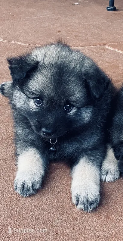 Girl 7 black – Keeshond puppy for sale in Oklahoma City, OK