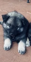 Girl 7 black, a female Keeshond for sale in Oklahoma City, OK – 5 of 9