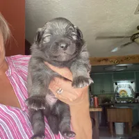 Boy3, a male Keeshond for sale in Oklahoma City, OK – 1 of 3