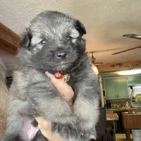 Boy 4 red, a male Keeshond for sale in Oklahoma City, OK – 2 of 6
