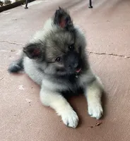 Girl 2 blue, a female Keeshond for sale in Oklahoma City, OK – 3 of 9