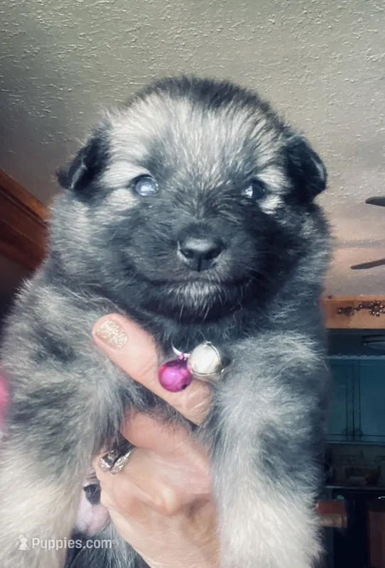 boy 2 pink – Keeshond puppy for sale in Oklahoma City, OK