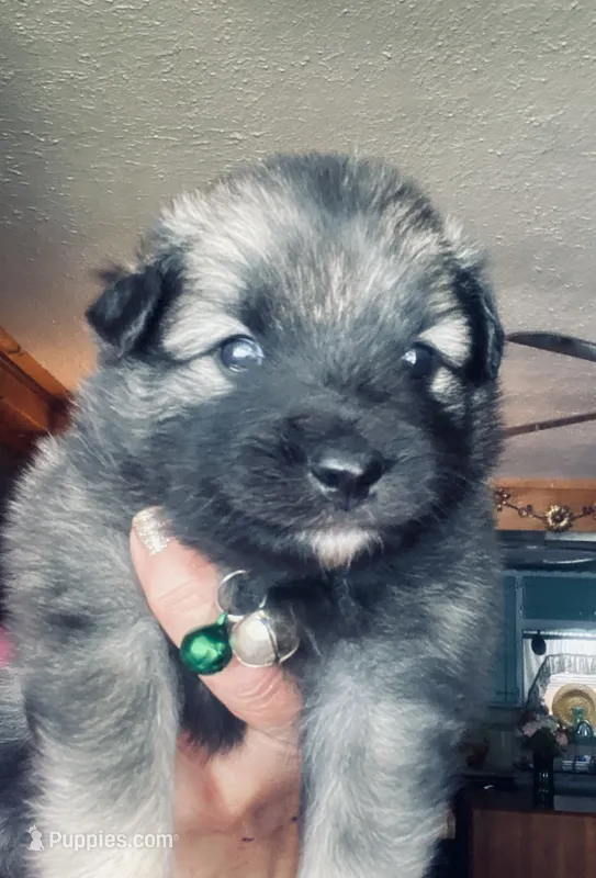 boy 1 green – Keeshond puppy for sale in Oklahoma City, OK