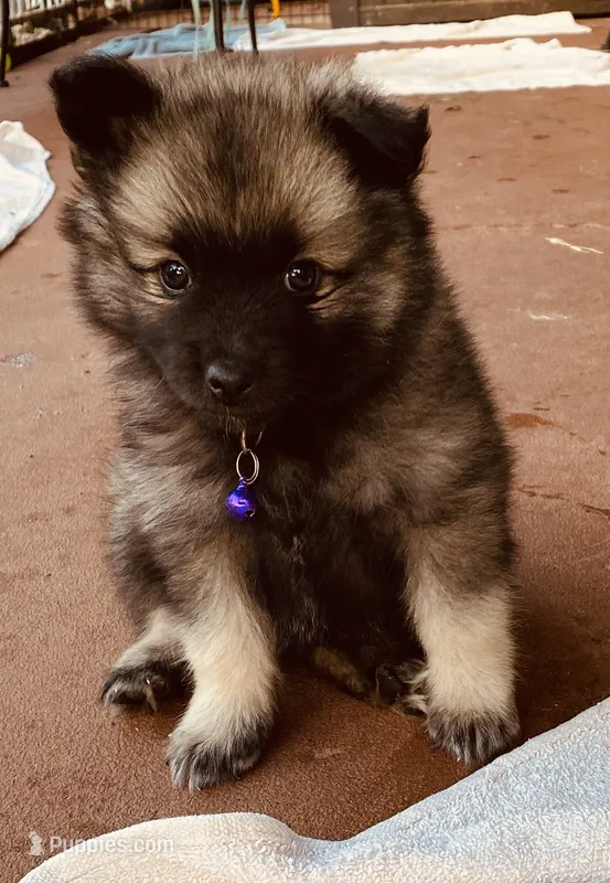 girl 4 purple – Keeshond puppy for sale in Oklahoma City, OK