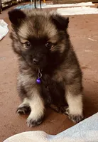 girl 4 purple, a female Keeshond for sale in Oklahoma City, OK – 5 of 9