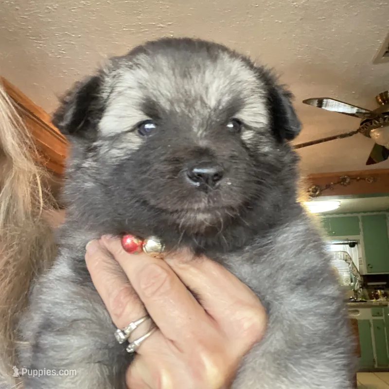 Boy 4 red – Keeshond puppy for sale in Oklahoma City, OK
