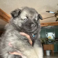 Boy 3 blue, a male Keeshond for sale in Oklahoma City, OK – 8 of 8