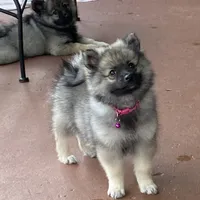 Girl 1 pink, a female Keeshond for sale in Oklahoma City, OK – 2 of 10