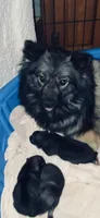 boy 1 green, a male Keeshond for sale in Oklahoma City, OK – 4 of 4