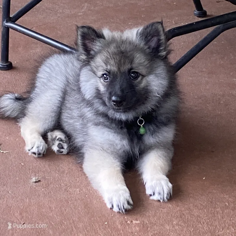 girl 6 green – Keeshond puppy for sale in Oklahoma City, OK