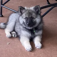 girl 6 green, a female Keeshond for sale in Oklahoma City, OK – 1 of 9