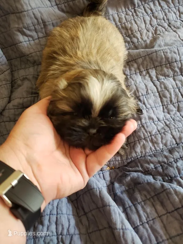 Sleepy – Shih Tzu puppy on hold in Jackson, TN