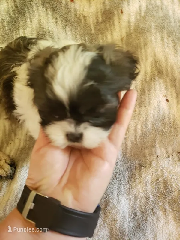 Kara – Shih Tzu puppy for sale in Jackson, TN