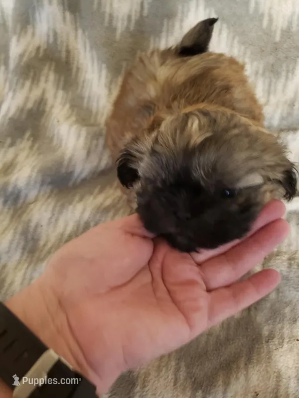 Boy 1 – Shih Tzu puppy for sale in Jackson, TN