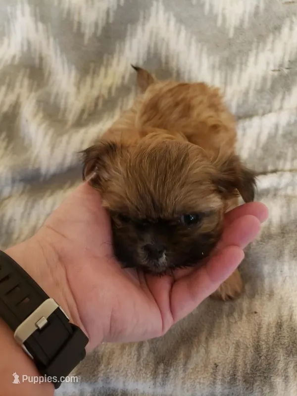 Boy 2 – Shih Tzu puppy for sale in Jackson, TN