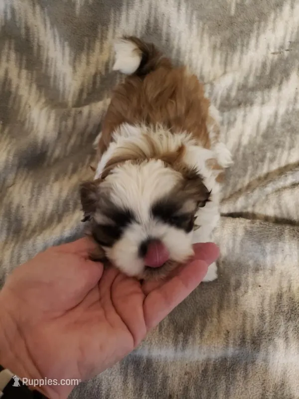 Boy 3 – Shih Tzu puppy for sale in Jackson, TN