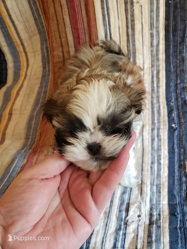 AKC Boy 3, a male Shih Tzu for sale in Jackson, TN – Photo 1 of 1