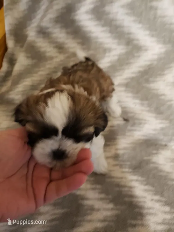 Girl 1 – Shih Tzu puppy for sale in Jackson, TN