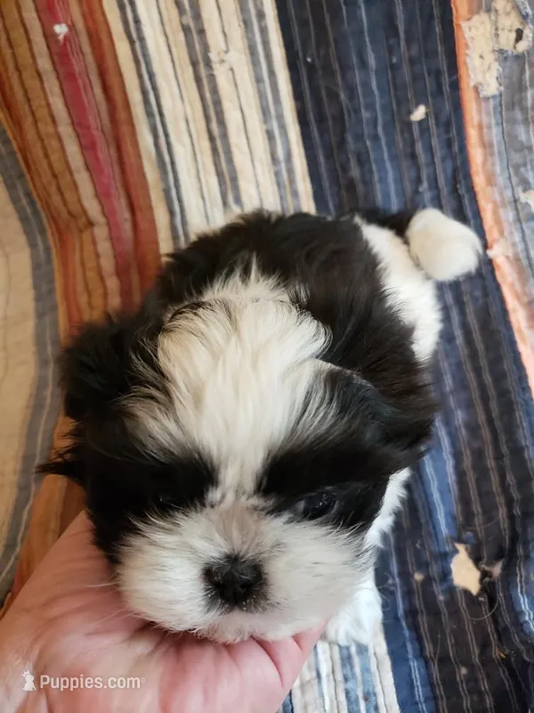 Zip – Shih Tzu puppy for sale in Jackson, TN