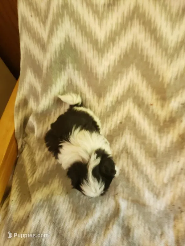 Zip – Shih Tzu puppy for sale in Jackson, TN