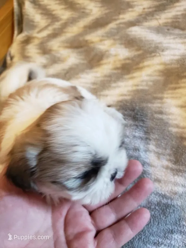 Sara – Shih Tzu puppy for sale in Jackson, TN